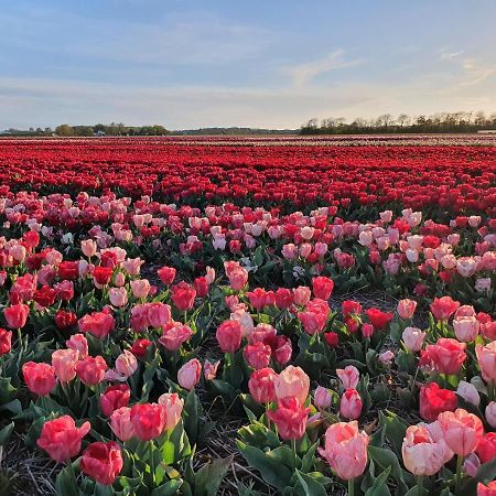 Buitenhuis Egmond 에그몬단덴 후에프 외부 사진