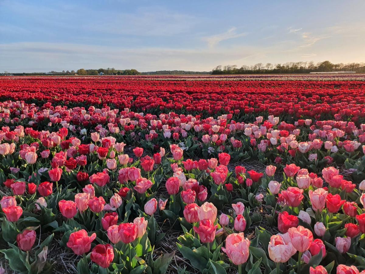 Buitenhuis Egmond 에그몬단덴 후에프 외부 사진
